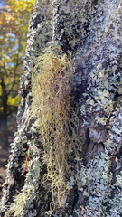 Usnea rubicunda