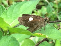 Notocrypta paralysos varians