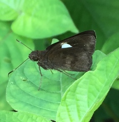 Notocrypta paralysos varians