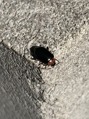 Disonycha xanthomelas