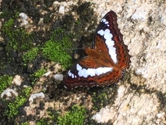 Moduza procris milonia