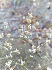 Eriogonum baileyi