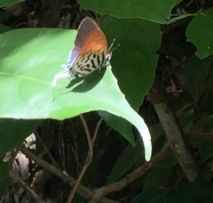 Drupadia ravindra moorei