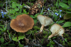 Infundibulicybe squamulosa