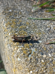 Melanoplus sanguinipes