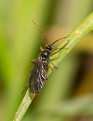 Sciaridae