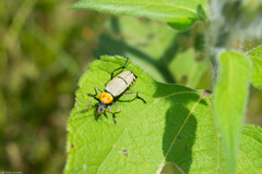 Chauliognathus misellus