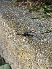 Melanoplus sanguinipes