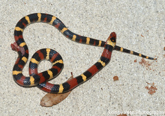 Lampropeltis elapsoides