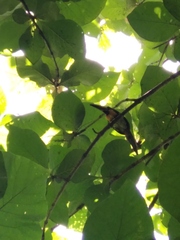 Pteroglossus torquatus