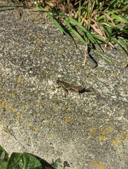 Melanoplus sanguinipes