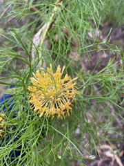 Isopogon anethifolius