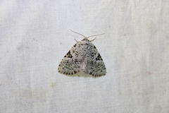 Leuconycta diphteroides