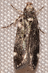 Chionodes bicostomaculella