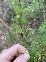 Isopogon anethifolius