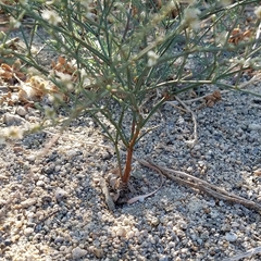 Eriogonum baileyi