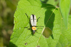 Chauliognathus misellus