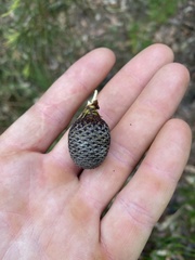 Isopogon anethifolius