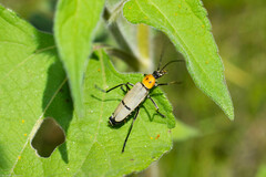 Chauliognathus misellus