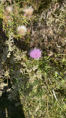 Cirsium discolor