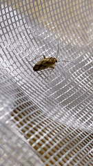 Neolygus vitticollis