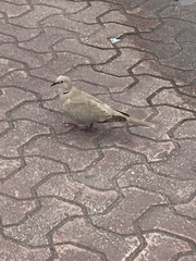 Streptopelia decaocto