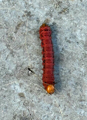 Anisota oslari