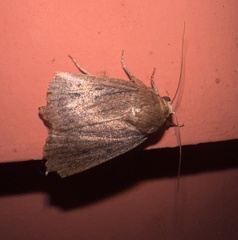 Amphipyra tragopoginis