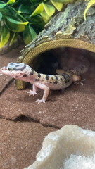 Eublepharis macularius