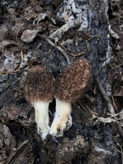 Morchella sextelata