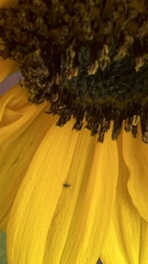 Aphis fabae