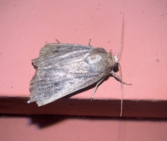 Amphipyra tragopoginis