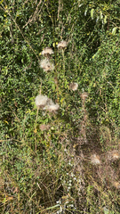 Clematis drummondii