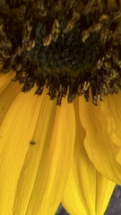 Aphis fabae