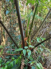 Cyathea