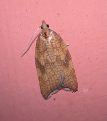 Acleris rhombana