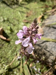Stachys hispida