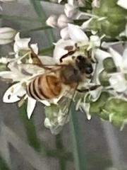Apis mellifera