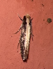 Monopis crocicapitella