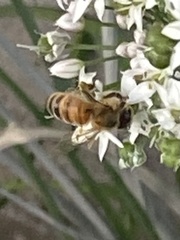 Apis mellifera