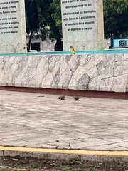 Pitangus sulphuratus