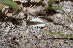 Chlorochlamys chloroleucaria