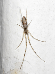 Tetragnatha