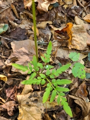 Sceptridium biternatum