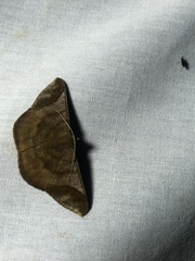 Sphacelodes vulneraria