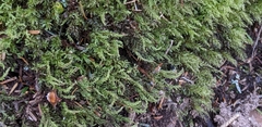 Thamnobryum alleghaniense