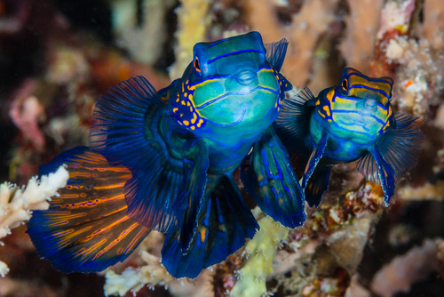 Mandarinfish (Synchiropus splendidus) — Callionymidae — 4