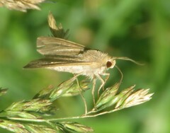 Plusiini