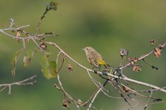 Setophaga palmarum palmarum