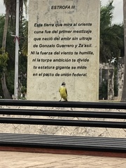 Pitangus sulphuratus